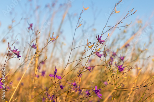 Purple flowers in dry yellow grass, small summer wildflowers, blurred abstract background with many flowers © Kathrine Andi