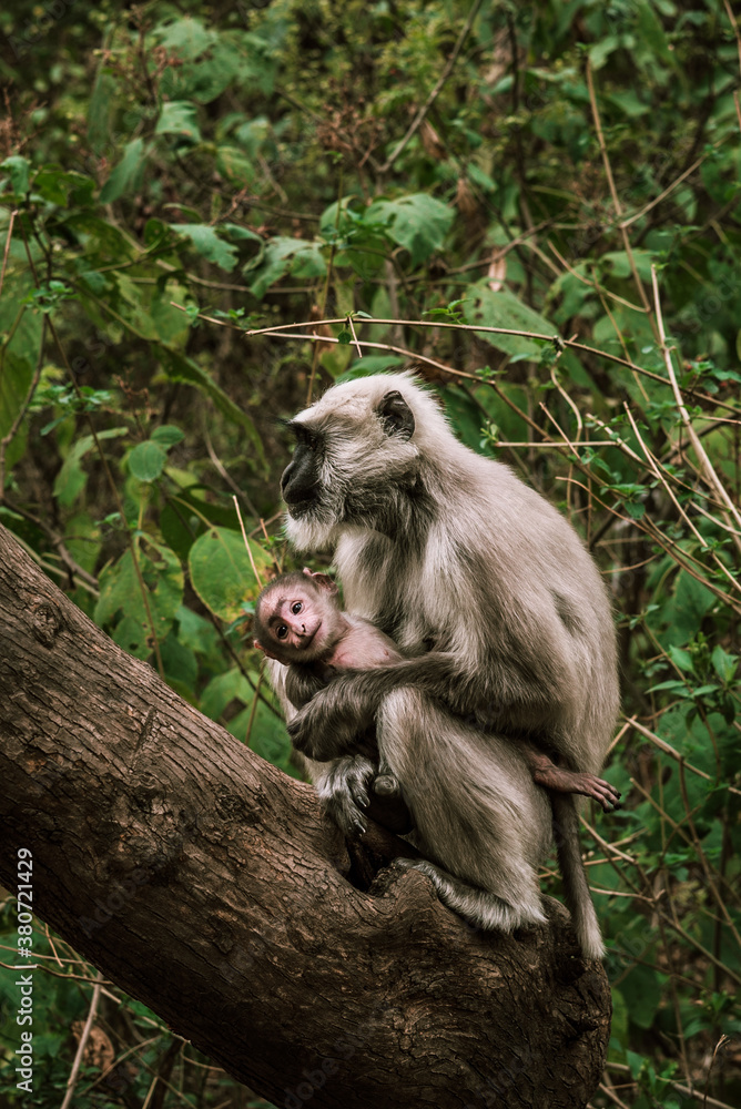a big gray monkey sits in a tree and holds his baby a big gray monkey sits in a tree and holds his baby
