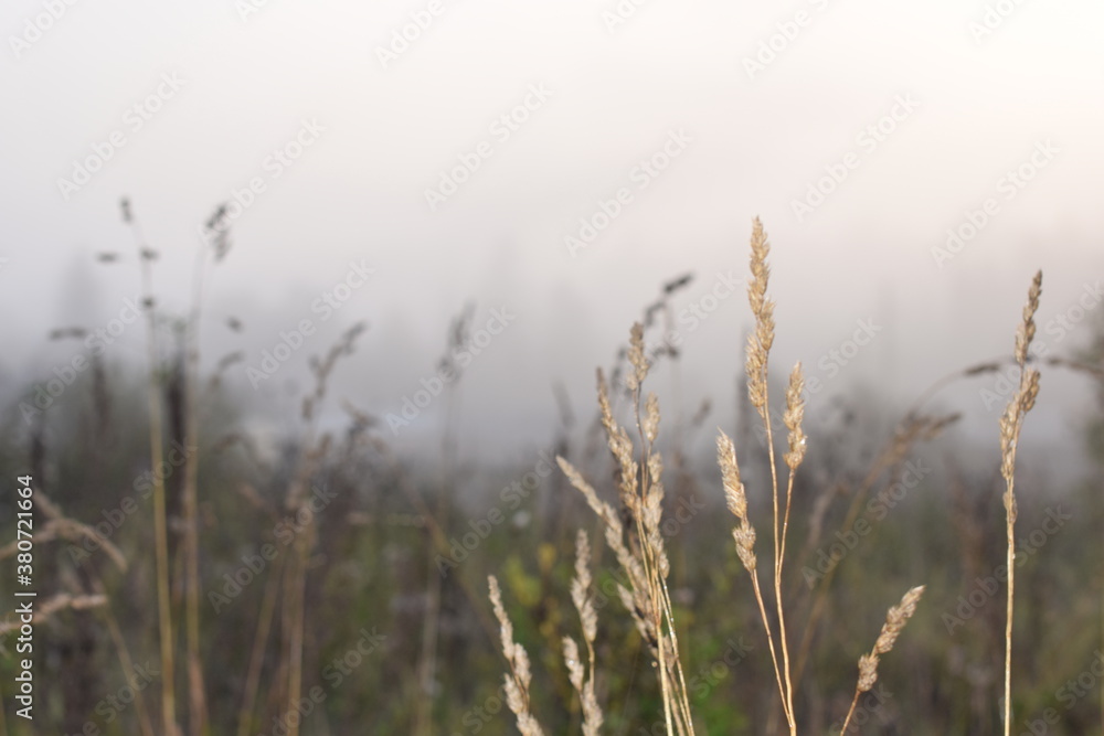 trees in the fog