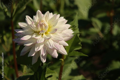 White with pink edge flower head of the Dahlia plant in a garden in the Netherlands