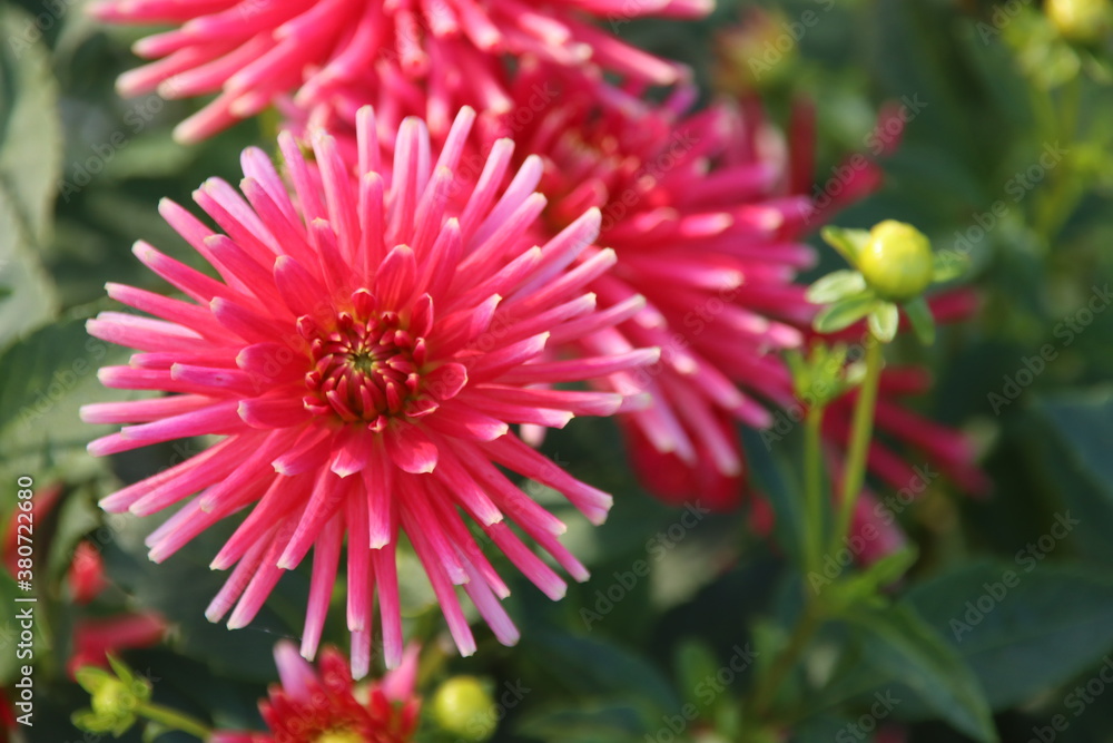 Pink spider chrysanths flower head in a garden Pink spider chrysanths flower head in a garden