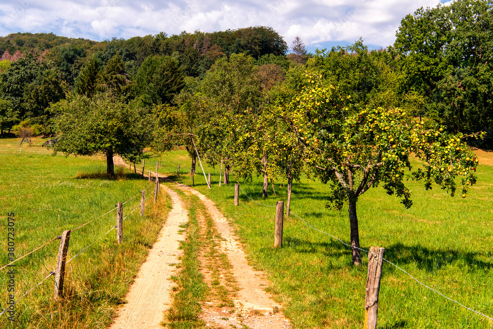 Field path with several old gnarled apple trees Field path with several old gnarled apple trees