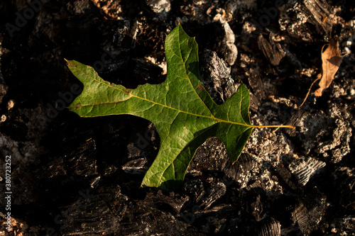 leaf on the ground