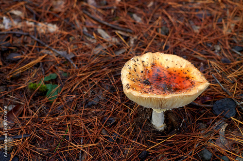 Toxic Wild Mushrooms growing in Pine Forest photo