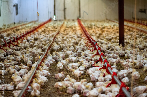 Poultry being raised for food at industrial farm