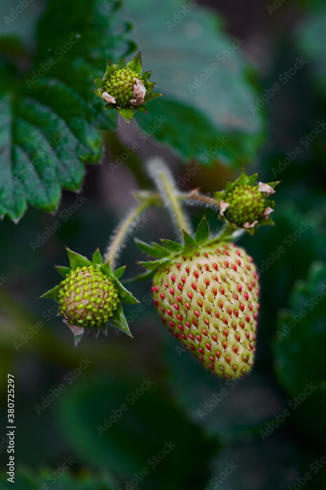 Strawberry fruit about to ripen Strawberry fruit about to ripen