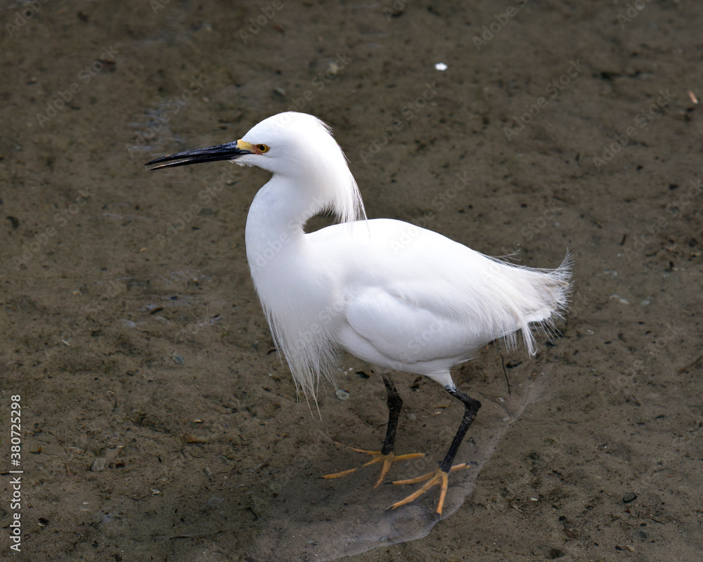Snowy Egret Stock Photos. Close up profile view in the water displaying beautiful white feathers plumage, black beak, yellow feet in its environment and habitat. Image. Picture. Portrait. Snowy Egret Stock Photos. Close up profile view in the water displaying beautiful white feathers plumage, black beak, yellow feet in its environment and habitat. Image. Picture. Portrait.