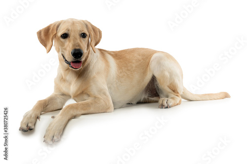 young dog labrador lying down on white background