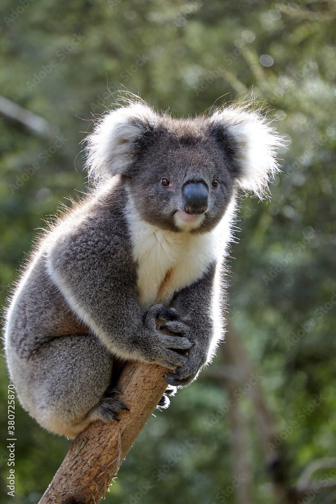 Australian Koala Australian Koala