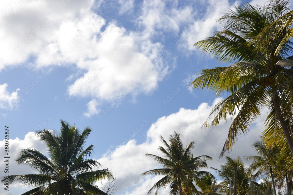 Palm trees and blue sky background Palm trees and blue sky background