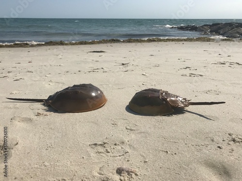 two horseshoe crabs with shells on a beach fighting