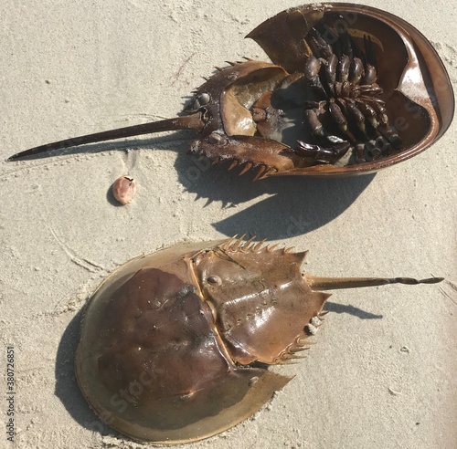 two horseshoe crabs with shells on a beach fighting