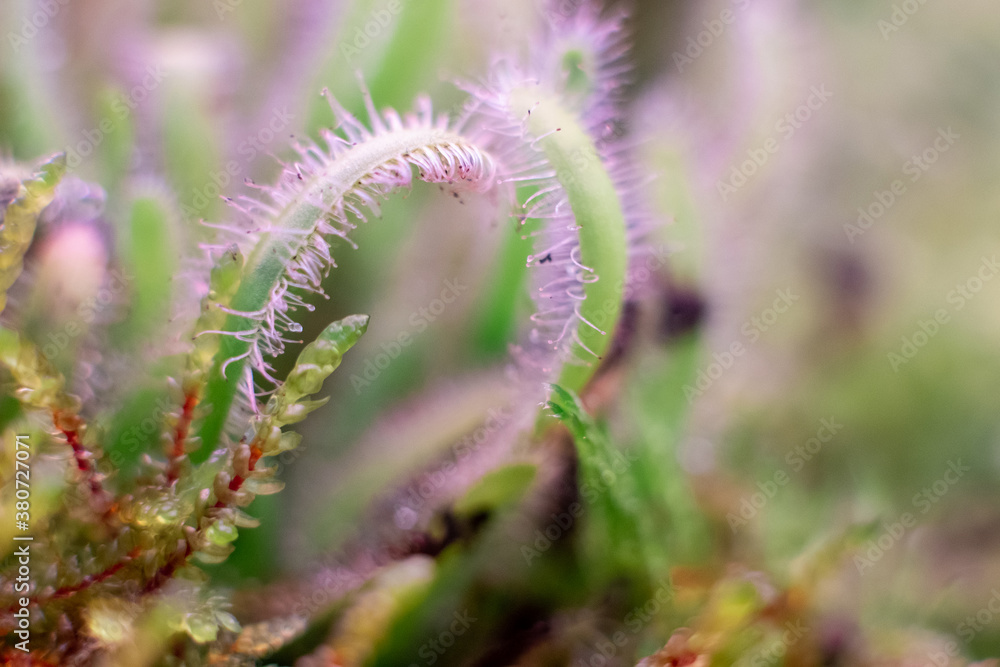 Obraz premium Macro of bryum moss Pohlia nutans with dew drops on forest floor over dark green background