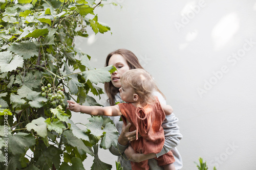 –°hild in the arms of a young woman trying to pick green grapes photo