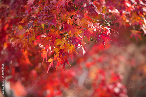 Red and yellow maple leaves in a Japanese park