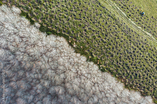 Aerial view of reforestation and forest