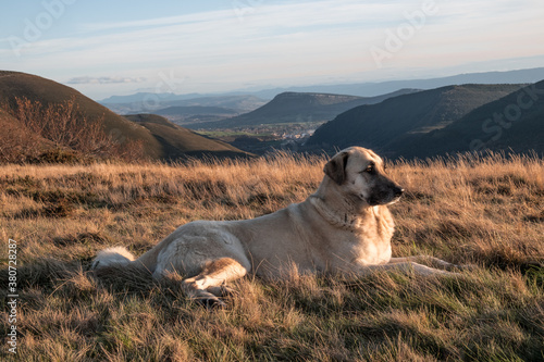 Anatolian shepherd keeping watch on her herd in rolling mountains photo