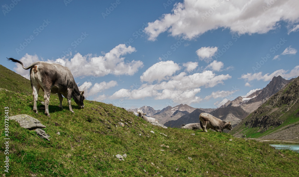 Weidende Kühe in den Alpen