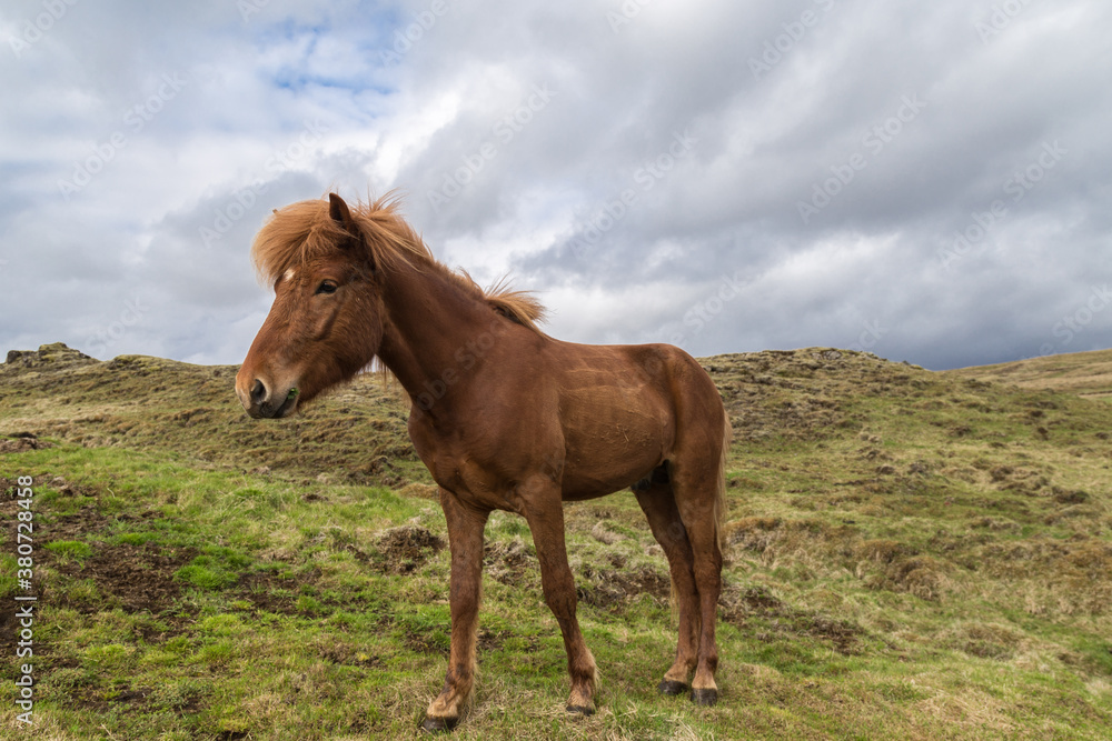 Hazel coloured icelandic horse eating Hazel coloured icelandic horse eating
