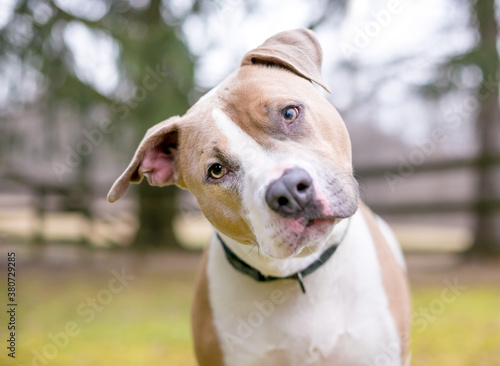 A cute Pit Bull Terrier mixed breed dog listening with a head tilt