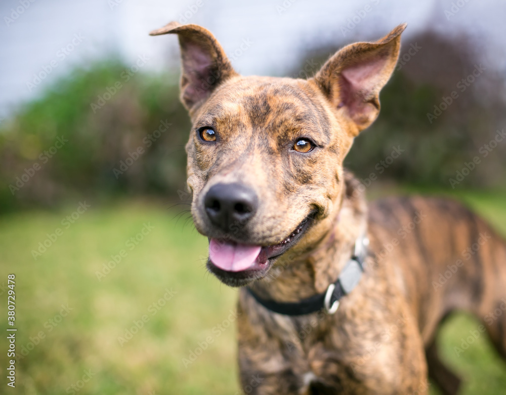 A happy brindle mixed breed dog with large floppy ears outdoors