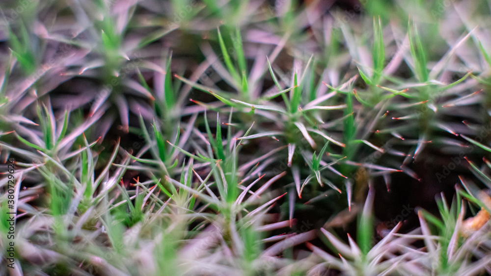 Macro of bryum moss Pohlia nutans with dew drops on forest floor over dark green background Macro of bryum moss Pohlia nutans with dew drops on forest floor over dark green background