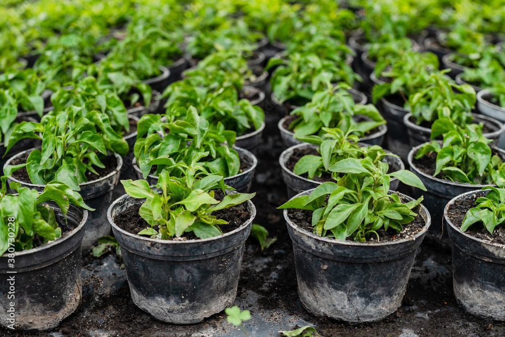 Pattern of growing plants in jars in greenhouse Pattern of growing plants in jars in greenhouse