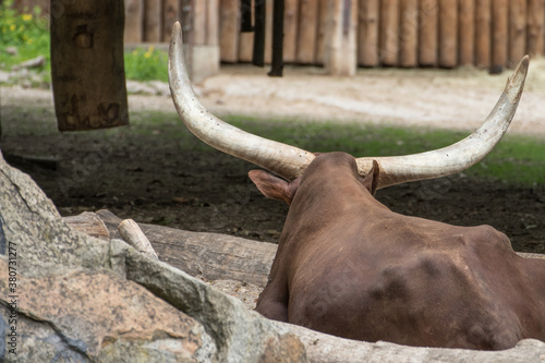 bull with horns