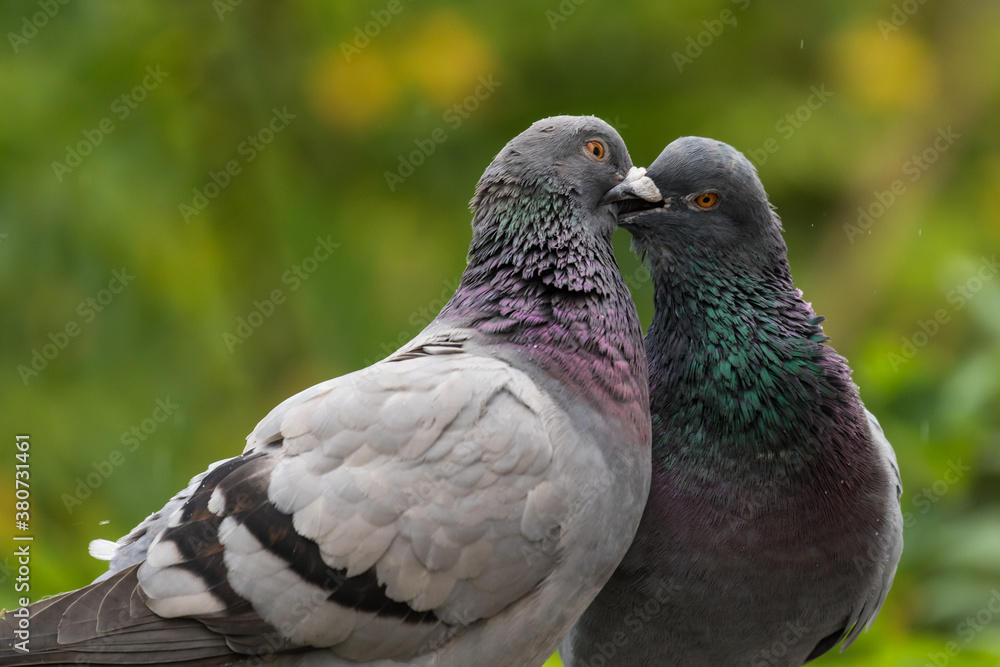 Felsentauben Paar (Columba livia) auf der Sechserbrücke, in Berlin Tegel Felsentauben Paar (Columba livia) auf der Sechserbrücke, in Berlin Tegel