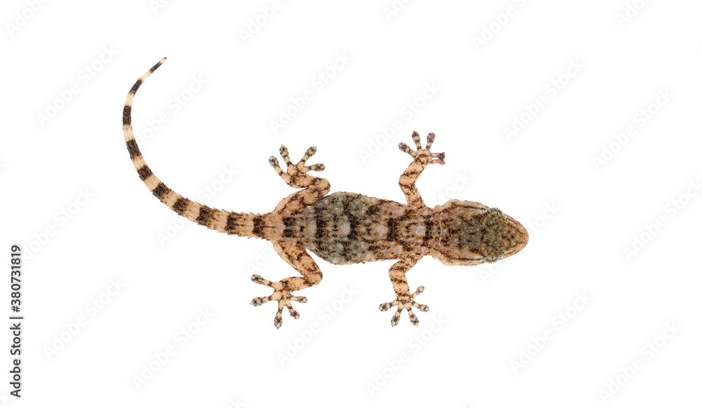 Naklejka premium Mediterranean house gecko isolated on white background, Hemidactylus turcicus
