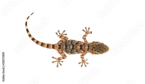 Mediterranean house gecko isolated on white background, Hemidactylus turcicus
