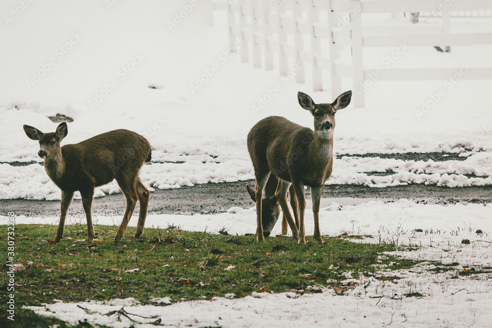deer in the woods deer in the woods