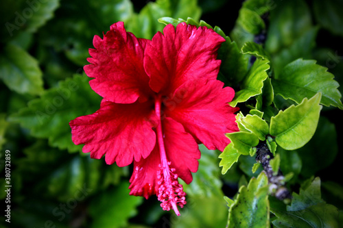 Hibiscus