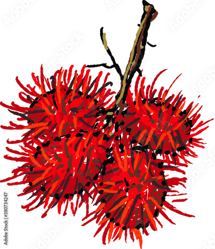 Hand drawn fruit - a bunch of rambutans.