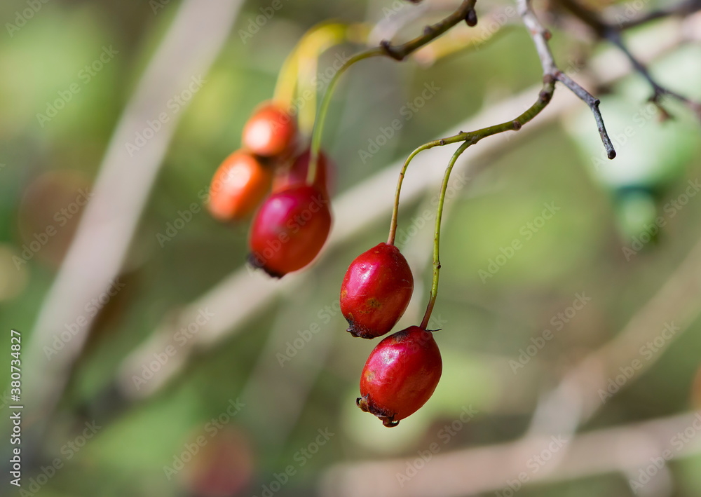 

autumn forest red berries of wild rose
 on a branch