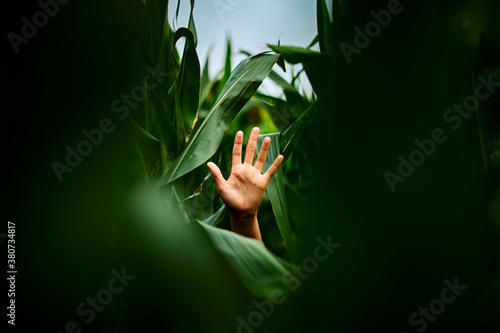 Hand in the middle of dense vegetation photo