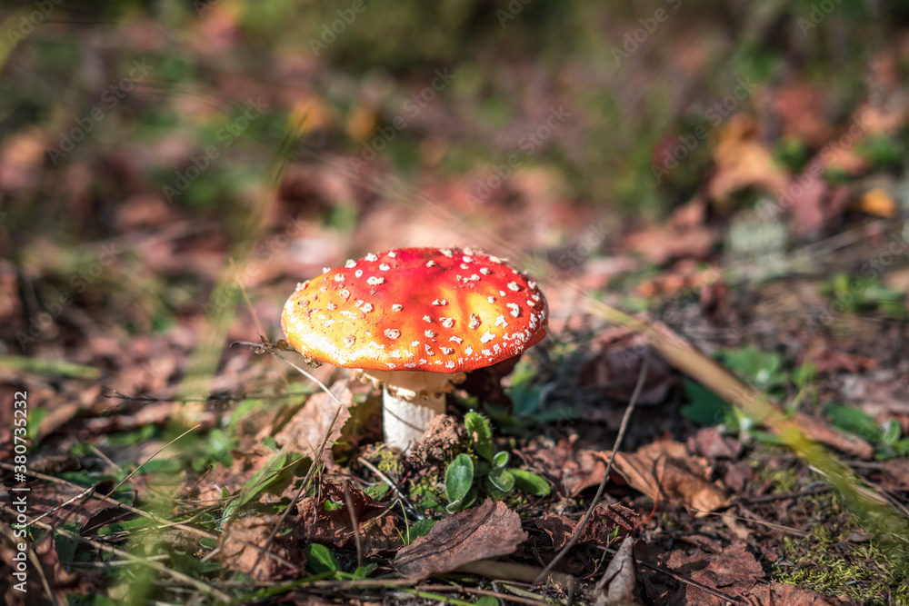 Amanita muscari. Toxic and hallucinogen beautiful red-headed mushroom Fly Agaric in grass on autumn forest background. source of the psycho-active drug Muscarine Amanita muscari. Toxic and hallucinogen beautiful red-headed mushroom Fly Agaric in grass on autumn forest background. source of the psycho-active drug Muscarine