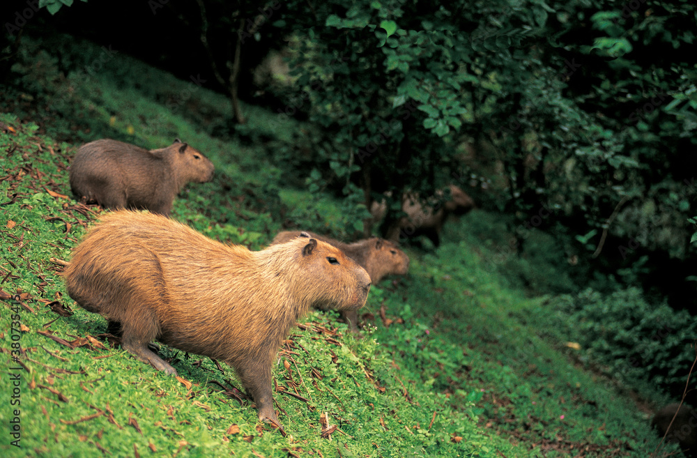 capybaras capybaras