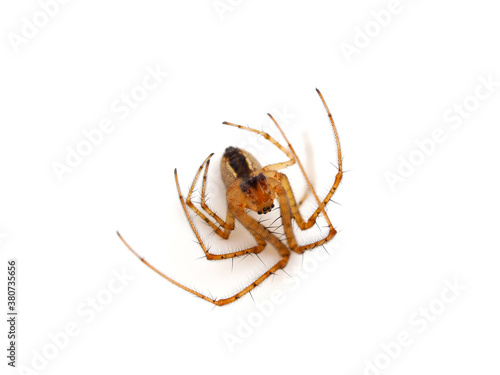 Common orb weaver spider plays dead isolated on white background, Metellina sp.