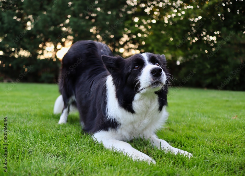 Cute Border Collie Trains how to Bow in the Garden. Adorable Black and White Dog Bows Down.