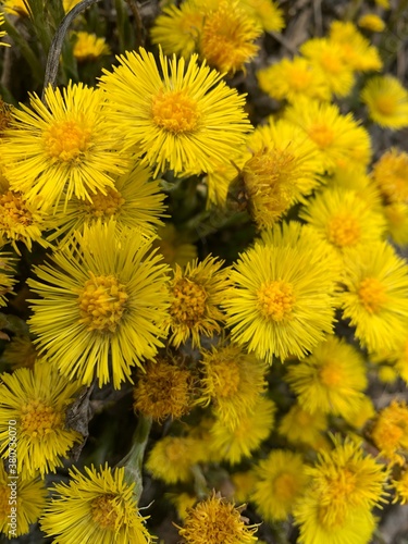 yellow tussilago flowers in early spring