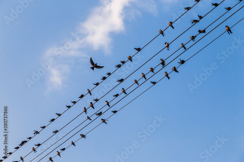 migratory birds hanging out on electric lines photo