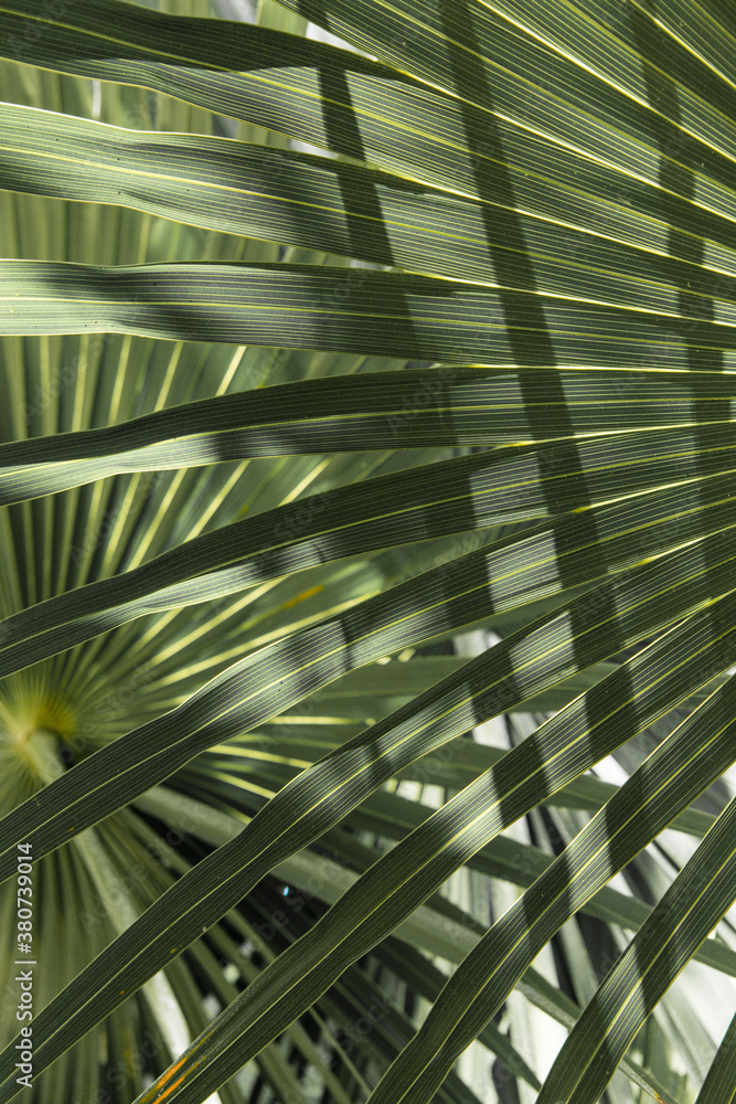 Palm Leaf Palm Leaf