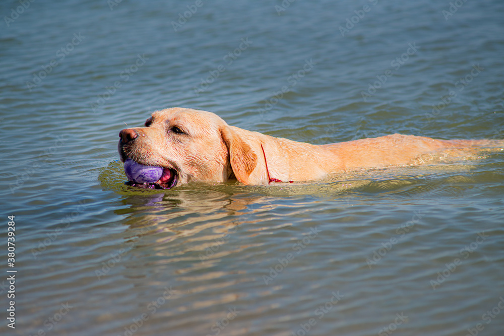 Labrador runs on the seaside