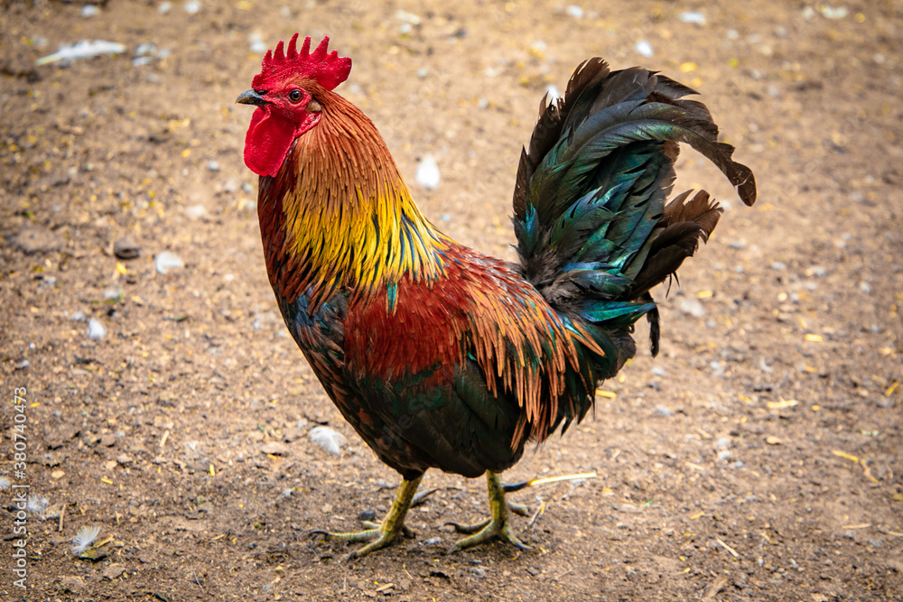 Rooster walking on the ground Rooster walking on the ground