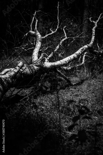 Birch fallen down by storm