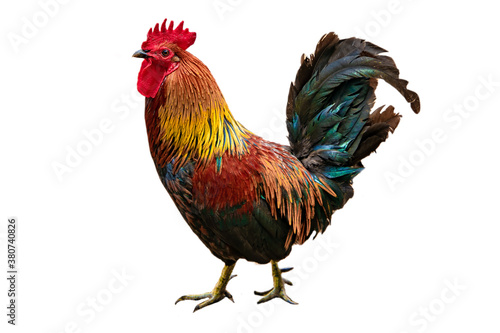Rooster on white background