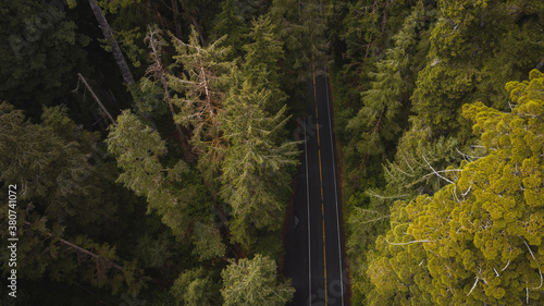 road in redwood national park aerial drone shot view