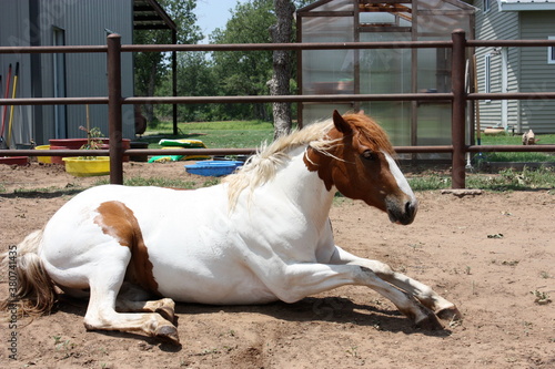 Paint Horse Laying Down