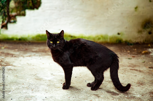 black angry cat with green eyes,on the street